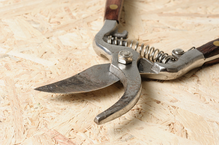 old pruning scissors isolated on wooden deskの写真素材