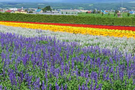 beautiful lavender flowers blossom in the gardenの写真素材
