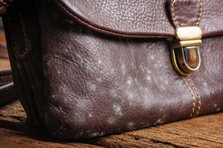 mold on old brown leather bagの写真素材
