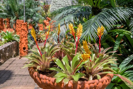 CHONBURI, THAILAND - AUGUST 08, 2015: Beautiful garden decoration in Nong Nooch Tropical Botanical Garden. Nong Nooch Tropical Botanical Garden is a 500-acre botanical garden in Chonburi, Thailand.のeditorial素材