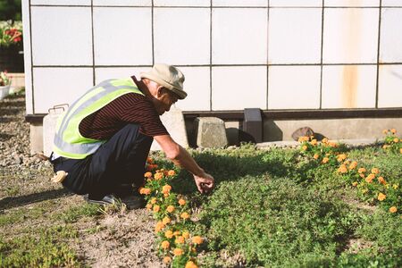 HOKKAIDO, JAPAN - JULY 24, 2015: Unidentified Japanese senior man trimming plants in the garden.のeditorial素材