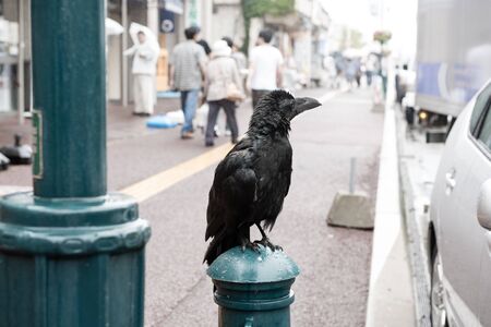 black crow in the cityの写真素材