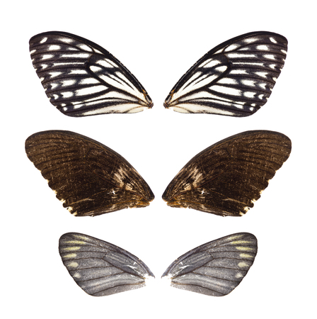 beautiful butterfly wings isolated on white backgroundの写真素材