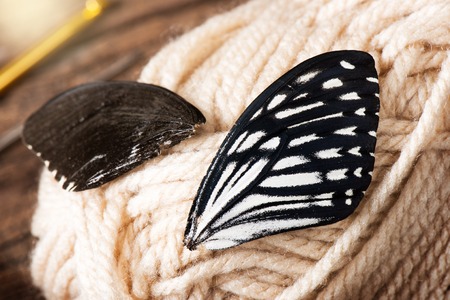 closeup beautiful butterfly wings, butterfly collection conceptの写真素材