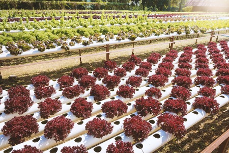 Vegetables growing with Hydroponic Gardening System. Hydroponic growing uses mineral nutrient solutions to feed the plants in water, without soil.の写真素材
