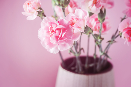 closeup pink carnation flowers blossom, shallow depth of fieldの写真素材