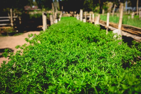 Vibrant green Thai parsley plant. Vegetable in organic farm. Shallow depth of field.の写真素材