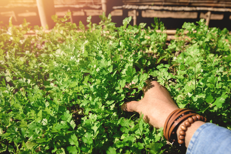 The man holds a branch of coriander in plant. Vegetable in organic farm.の写真素材