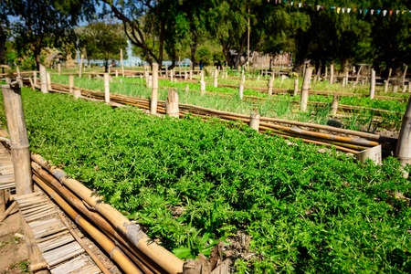 Vibrant green Thai parsley plant. Vegetable in organic farm. Shallow depth of field.