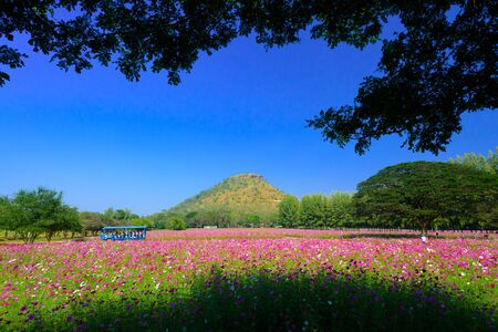 NAKHON RATCHASIMA, THAILAND - DECEMBER 29, 2016: beautiful pink cosmos flowers blossoming in the field at Jim Thompson Farm.のeditorial素材