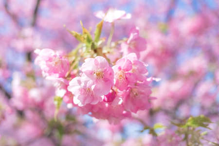Beautiful cherry blossoms in Japan. Beautiful pink sakura.の写真素材
