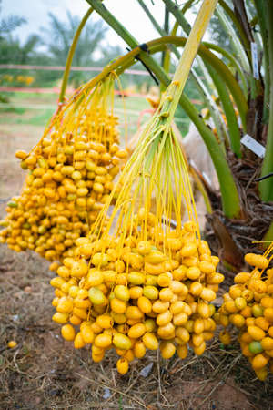 branches of date palms on palm tree in plantation in Thailand.