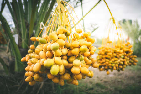 branches of date palms on palm tree in plantation in Thailand.