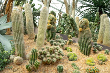 SINGAPORE - MAY 11, 2019: Cactus and succulents growing in the garden in flower dome at gardens by...