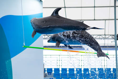 Two dolphins jumping over the bar in the show.の写真素材