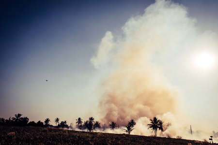 Burning dry grass in the field in Thailand. Forest fire.