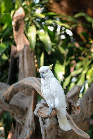 Close up shot of beautiful macaw parrot in the park.