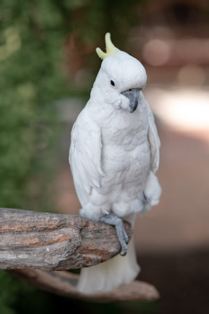 Close up shot of beautiful macaw parrot in the park.の写真素材