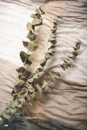 Dried Eucalyptus branches and leaves. Home decoration concept.の写真素材
