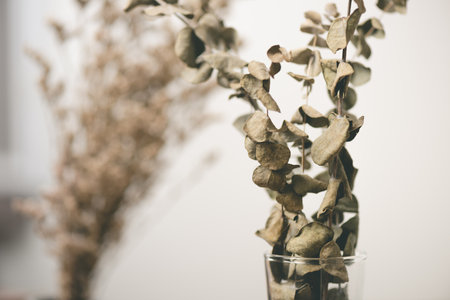 Dried Eucalyptus branches and leaves. Home decoration concept.の写真素材