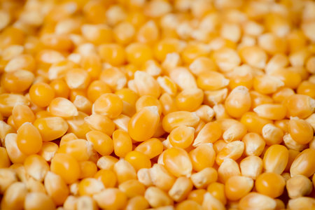 Popping corn kernels. Dried corn grains. Corn seeds.の写真素材