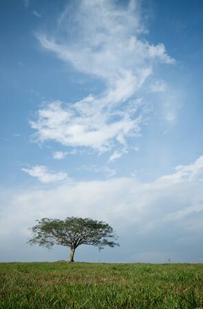 isolated tree with blue sky backgroundの写真素材