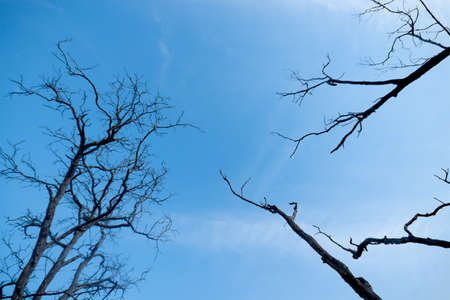 tree branches with blue sky backgroundの写真素材