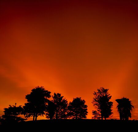 a group of tree in sunset backgroundの写真素材