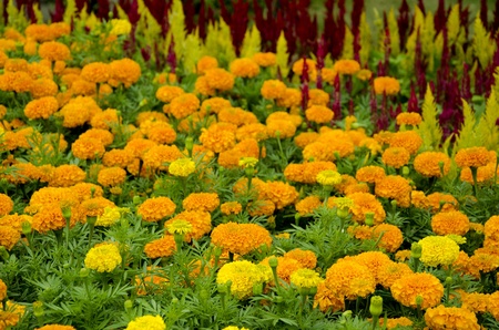 colorful of flower in the gardenの写真素材
