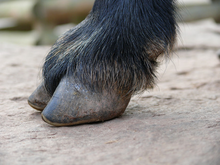 Hoof of a goatの写真素材