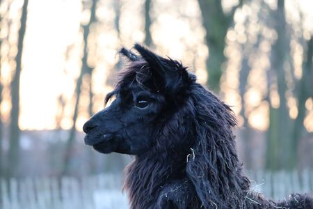 Black alpacaの写真素材