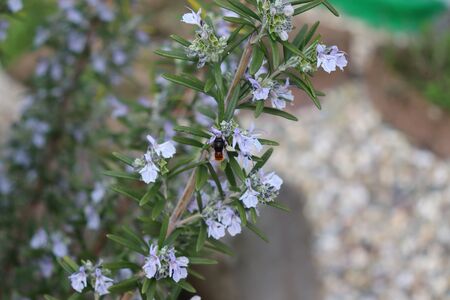 Rosmary with beeの写真素材