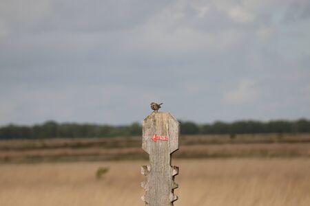 Bird on a signpostの写真素材