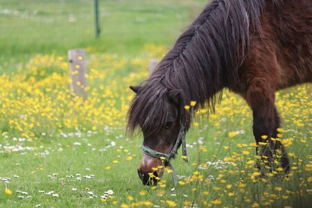 Brown ponyの写真素材