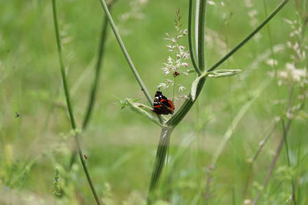 butterfly