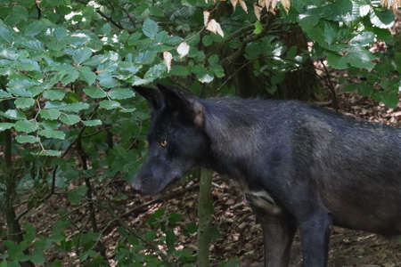 a wolf in a forest