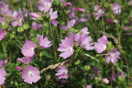 pink flowering mallowの写真素材