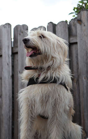 Dog in the gardenの写真素材