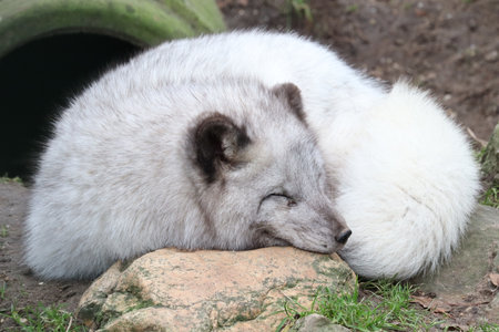 sleeping arctic foxの写真素材