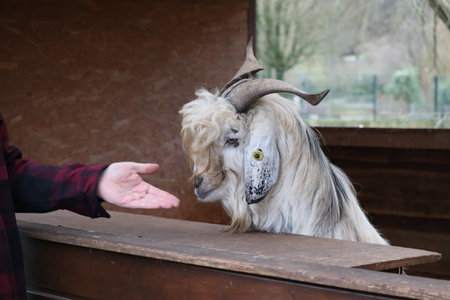 Man feeding a goatの写真素材