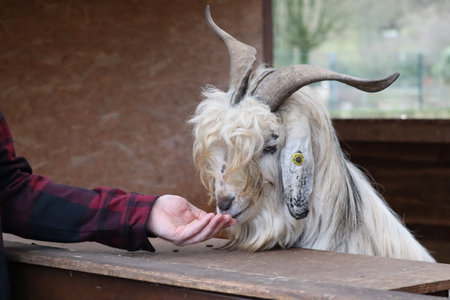 Man feeding a goatの写真素材