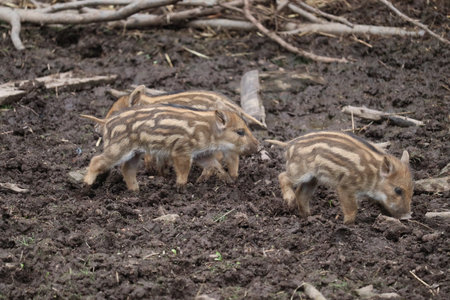 Wild boar (Sus scrofa) in the mud.の写真素材