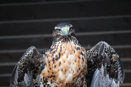 Peregrine falcon (Buteo peregrinus)の写真素材