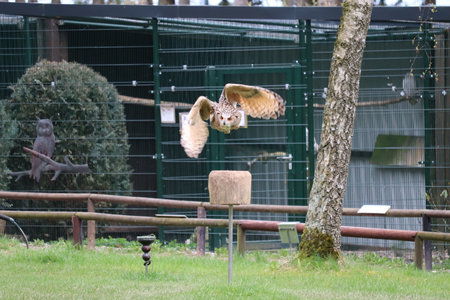 Long-eared owl (Bubo bubo) in a cageの写真素材