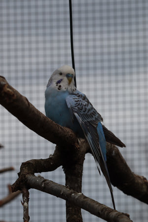 Blue Budgerigar sitting on a branch in a cage.の写真素材