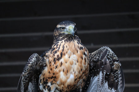 Peregrine falcon (Falco peregrinus)の写真素材