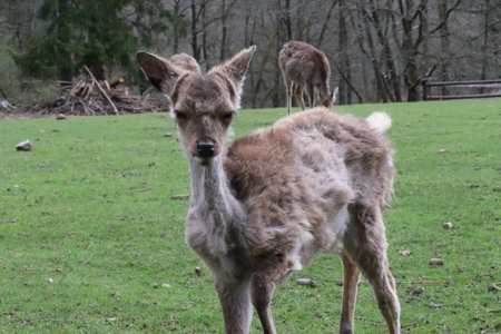Deer in the zoo. Animal in nature. Brown deerの写真素材