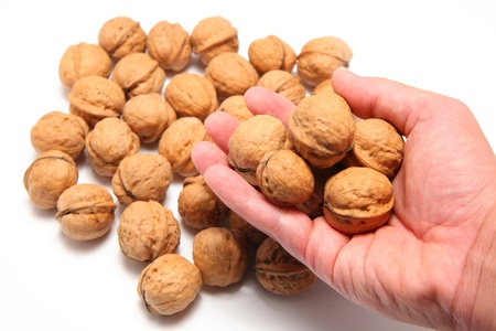 Walnut on white background close up shoot