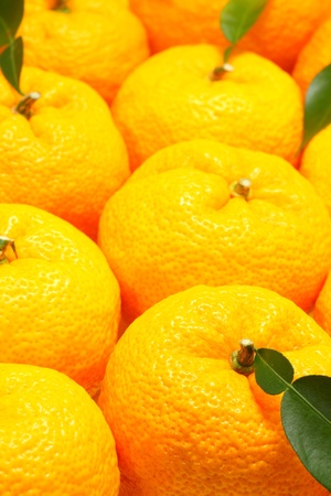 Citron texture and background close up shootの写真素材
