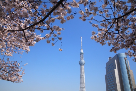 Tokyo sky tree and cherry blossom in japanのeditorial素材